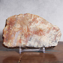 Load image into Gallery viewer, Fossil Dinosaur Coprolite Cross Section - Orange Beige Feces
