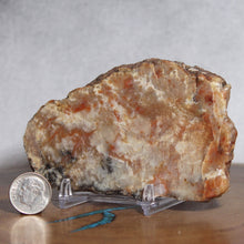 Load image into Gallery viewer, Fossil Dinosaur Coprolite Cross Section - Orange Beige Feces
