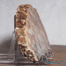 Load image into Gallery viewer, Fossil Dinosaur Coprolite Cross Section - Orange Beige Feces
