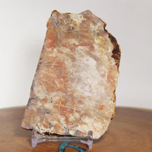 Load image into Gallery viewer, Large Fossil Dinosaur Coprolite - Red Beige Poop
