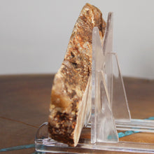 Load image into Gallery viewer, Fossil Dinosaur Coprolite Cross Section - Orange Beige Poop
