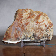Load image into Gallery viewer, Fossil Dinosaur Coprolite Feces Cross Section - Orange Beige
