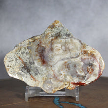 Load image into Gallery viewer, Fossil Dinosaur Coprolite Cross Section - Triangular Poop
