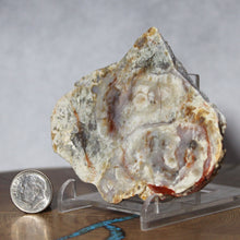 Load image into Gallery viewer, Fossil Dinosaur Coprolite Cross Section - Triangular Poop
