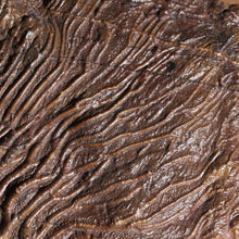 Load image into Gallery viewer, 2.5 Crinoid Flowers - Ancient Sea Creature - Intense Detail
