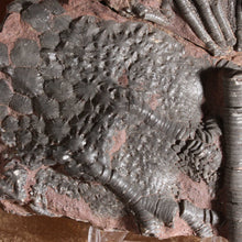 Load image into Gallery viewer, Crinoid Large Flower - Fossil Animal - Fine Detail
