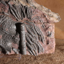 Load image into Gallery viewer, Crinoid Large Flower - Fossil Animal - Fine Detail
