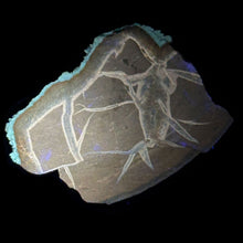 Load image into Gallery viewer, Septarian Geode Piece - Raw Dark Yellow - Fluoresces
