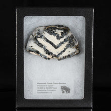 Load image into Gallery viewer, Fossil Tooth For Sale - Mammoth Tooth in Display Case
