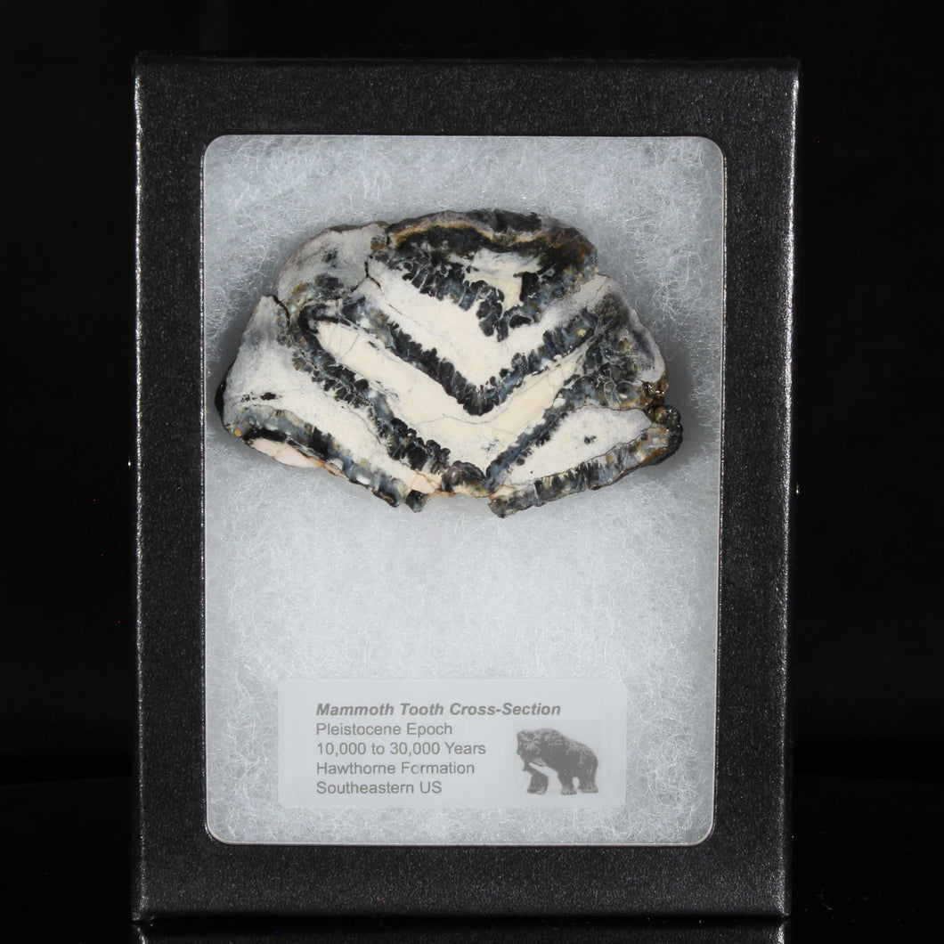 Fossil Tooth For Sale - Mammoth Tooth in Display Case