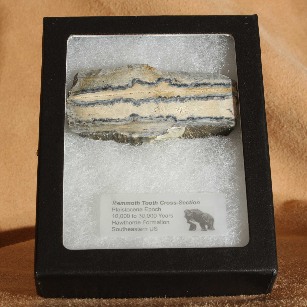 Cross Section Mammoth Fossil Tooth & Display Case