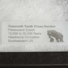 Load image into Gallery viewer, Cross Section Mammoth Fossil Tooth &amp; Display Case
