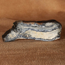 Load image into Gallery viewer, Narrow Cross Section Mammoth Fossil Tooth &amp; Display Case
