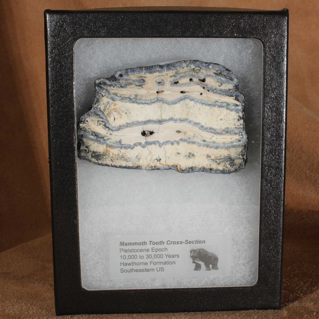 Cross Section Mammoth Fossil Tooth & Display Case