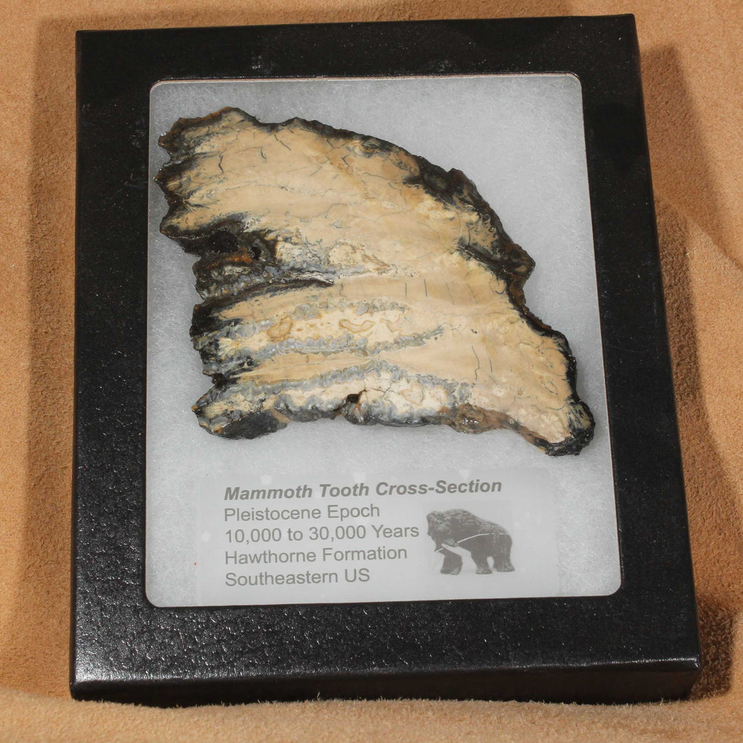 Large Cross Section Mammoth Fossil Tooth with Display Case