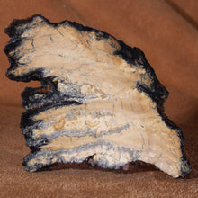 Load image into Gallery viewer, Large Cross Section Mammoth Fossil Tooth with Display Case

