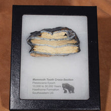 Load image into Gallery viewer, Mammoth Fossil Tooth with Display Case
