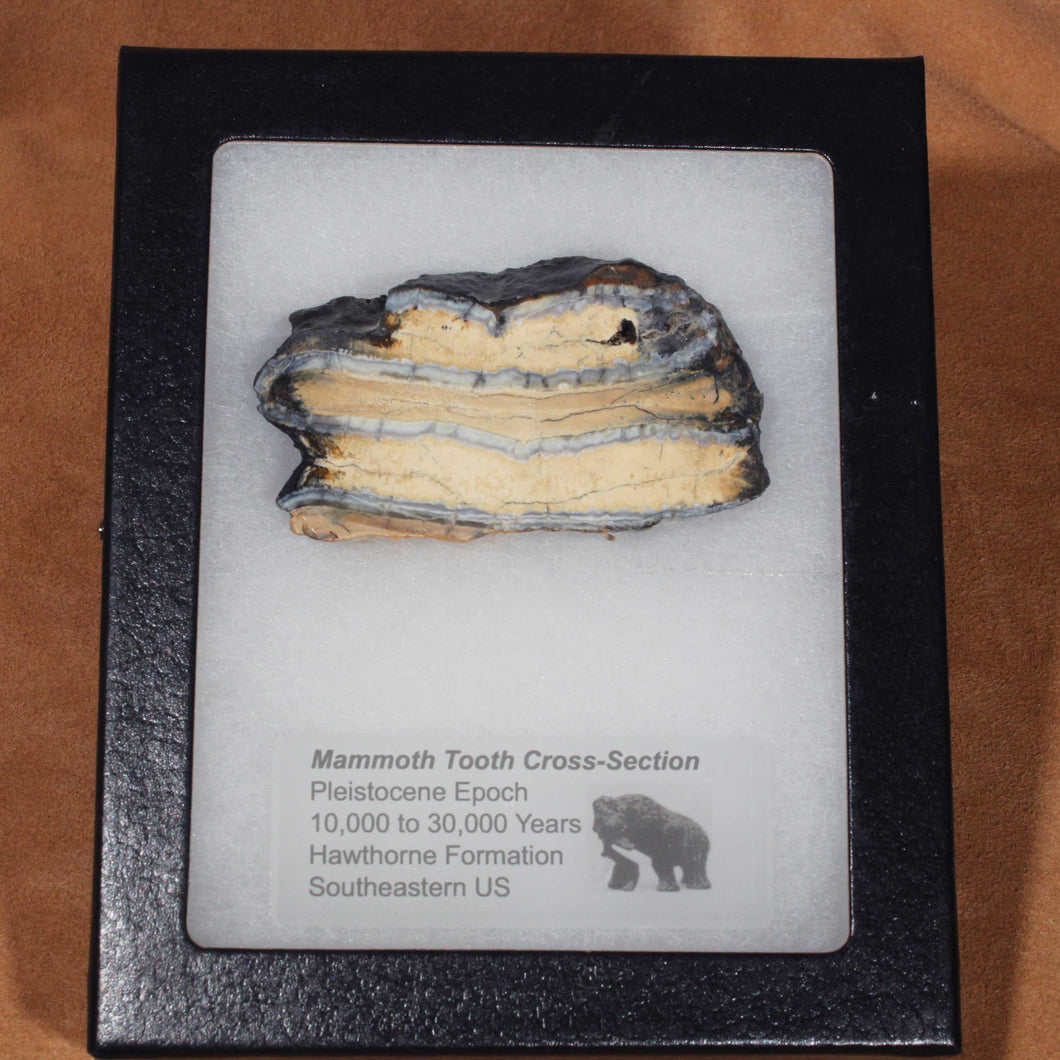 Mammoth Fossil Tooth with Display Case