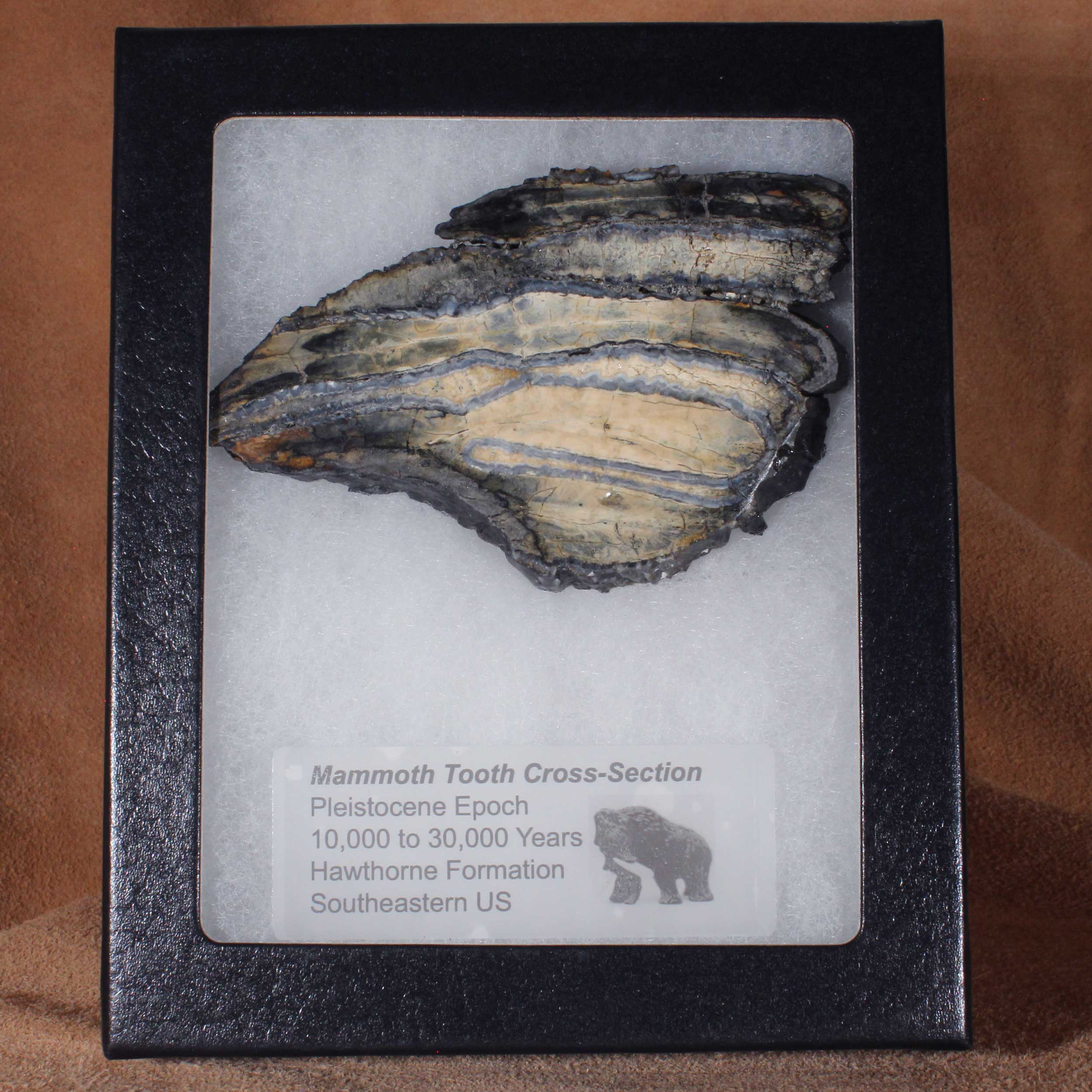 Mammoth Fossil Tooth with Display Case