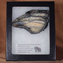 Load image into Gallery viewer, Mammoth Fossil Tooth with Display Case
