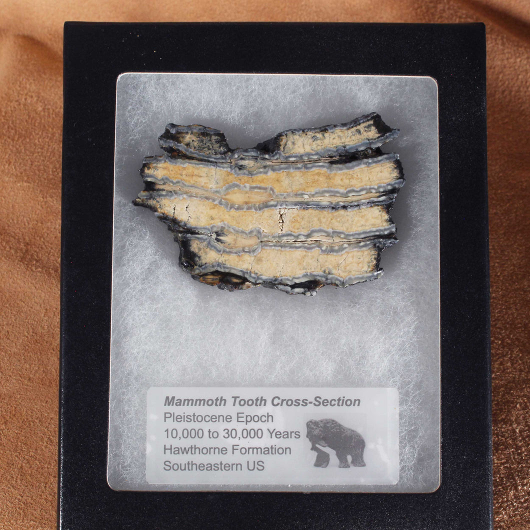 Mammoth Fossil Tooth & Display Case
