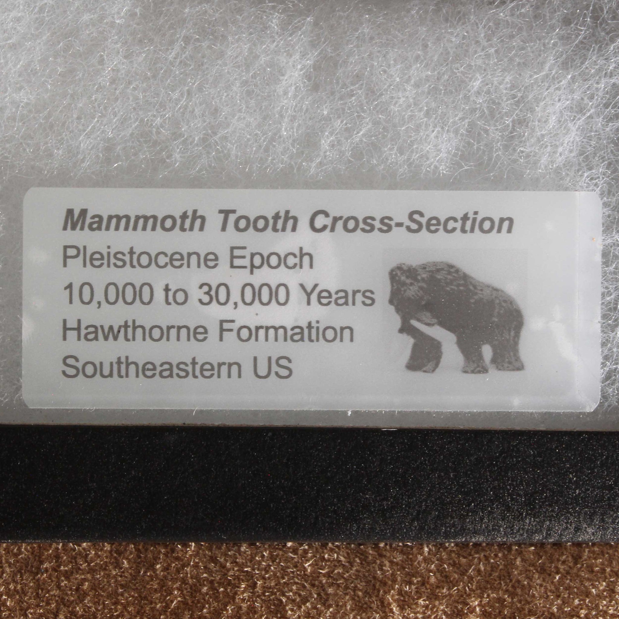 Mammoth Fossil Tooth & Display Case