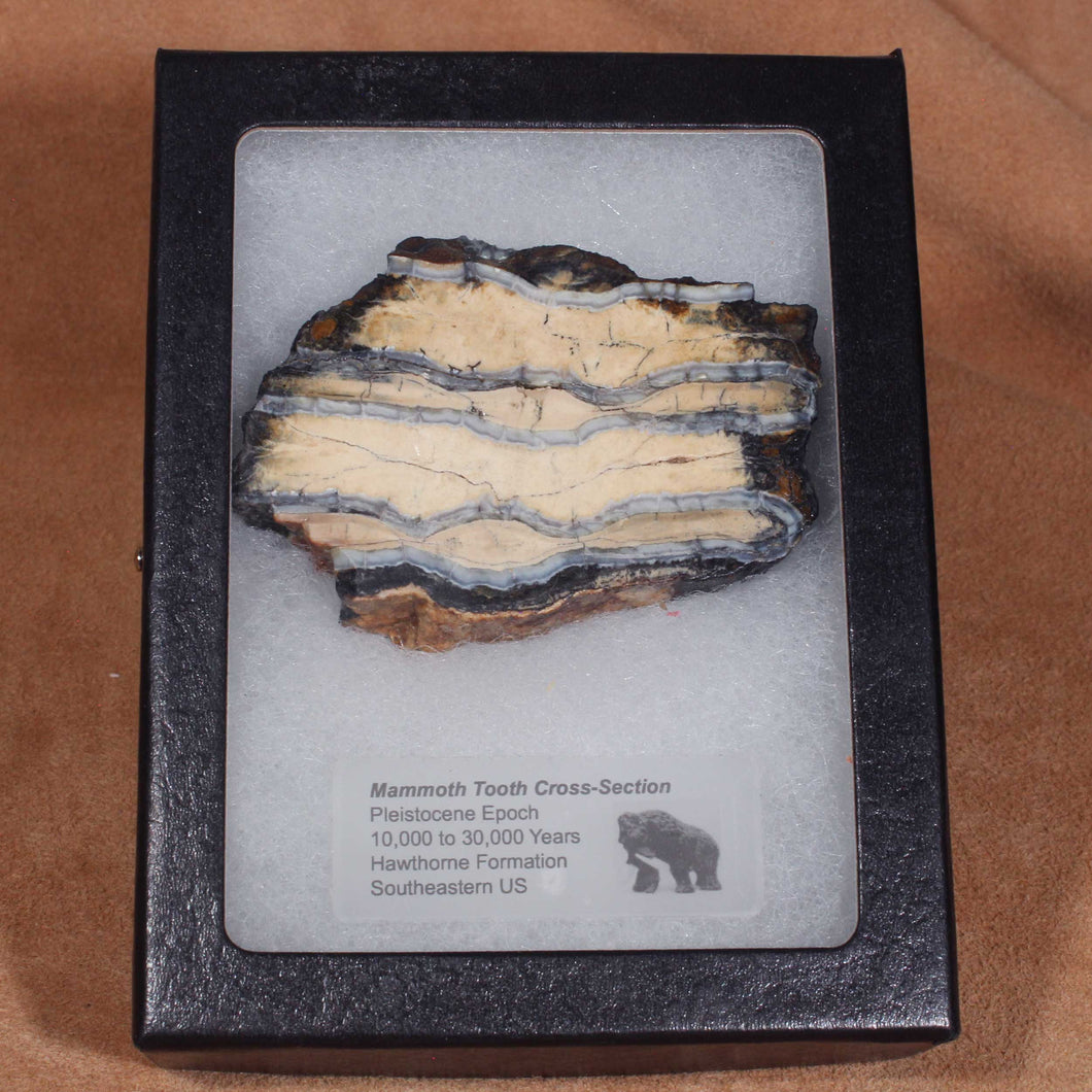 Mammoth Fossil Tooth & Display Case