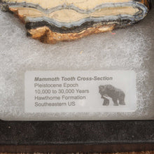Load image into Gallery viewer, Mammoth Fossil Tooth &amp; Display Case
