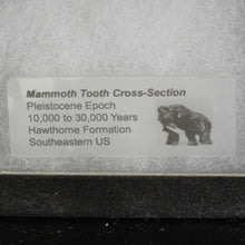 Load image into Gallery viewer, Mammoth Fossil Tooth in Display Case
