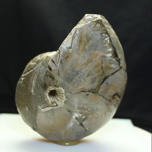 Fossil Nautilus Cretaceous Period