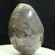 Load image into Gallery viewer, Fossil Nautilus Cretaceous Period
