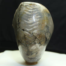 Load image into Gallery viewer, Fossil Nautilus Back Side
