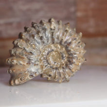 Load and play video in Gallery viewer, Video of ammonite fossil
