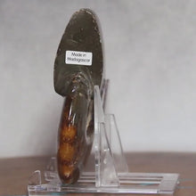 Load and play video in Gallery viewer, Ammonite Cleoniceras - Brown Yellow Gray Wavy Oak Sutures
