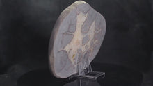 Load and play video in Gallery viewer, Septarian Dragon Stone Geode - Large Cross Section
