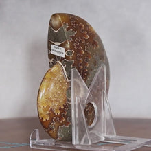 Load and play video in Gallery viewer, Ammonite Cleoniceras - Deep Brown Rich Yellow Oak Leaf Sutures
