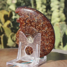 Load and play video in Gallery viewer, Cleoniceras Ammonite of Madagascar - Fine Suture Details
