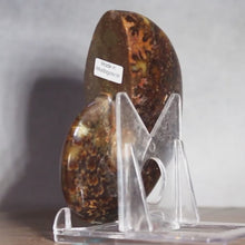 Load and play video in Gallery viewer, Ammonite Cleoniceras - Ebony Brown Waxen Yellow
