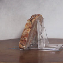 Load and play video in Gallery viewer, Fossil Dinosaur Coprolite Cross Section - Orange Beige Feces
