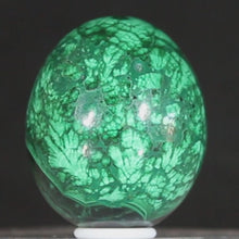 Load and play video in Gallery viewer, Congolese Malachite Crystal - Green Planet Juniper - Hand Shaped Mineral Egg

