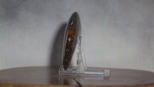 Load and play video in Gallery viewer, Ammonite Cleoniceras - Intense Suture Detail
