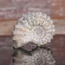 Load and play video in Gallery viewer, Video of ammonite fossil
