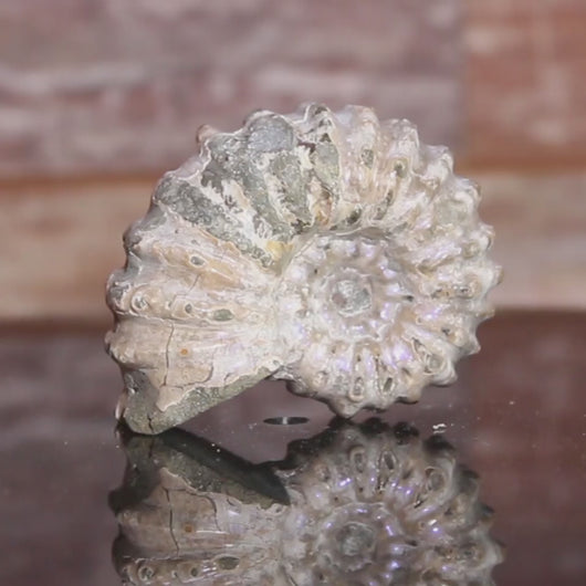 Video of ammonite fossil
