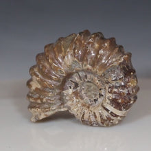 Load and play video in Gallery viewer, Douvilleiceras Tractor Ammonite - Melted Chocolate Shell
