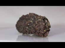 Load and play video in Gallery viewer, Madagascar Fossil Tortoise Poop
