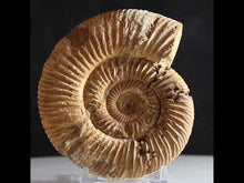 Load and play video in Gallery viewer, White Perisphinctes Ammonite - Well Defined
