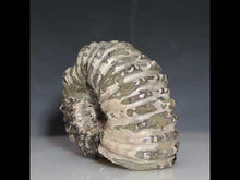 Load and play video in Gallery viewer, Video Douvilleiceras Tractor Ammonite Dusty White
