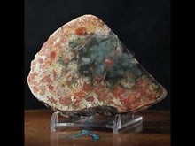 Load and play video in Gallery viewer, Wide Fossil Dino Feces - Red Gray Coprolite
