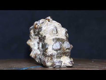 Load and play video in Gallery viewer, Douvilleiceras Tractor Ammonite - Oak Leaf Sutures
