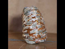 Load and play video in Gallery viewer, Douvilleiceras Ammonite - Caramel Brown
